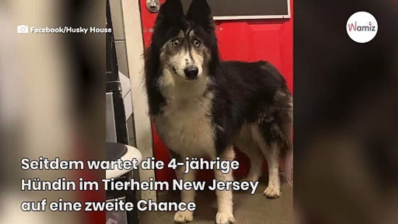 Seltsames Gesicht führt dazu, dass Husky verlassen wird: Plötzlich stehen alle Schlange für die Adoption!