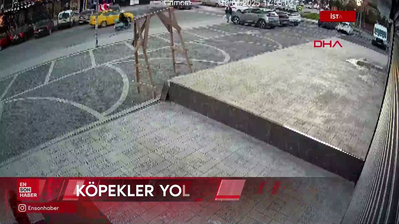 İstanbul'da sokakta beslenen köpekler yolda geçenlere saldırdı