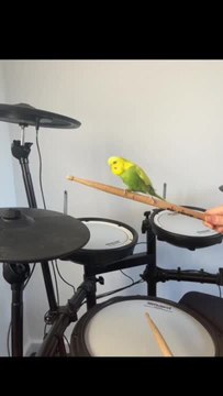 Bird Perches on Drumstick While Owner Plays Drums