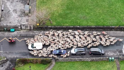 Chaotic scenes as hundreds of sheep run through English village