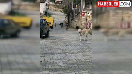 Bilecik'te Başıboş Köpekler Vatandaşları Sokağa Çıkamaz Hale Getirdi