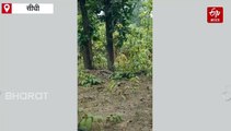 सीधी में बाघ ने पर्यटकों का रोका रास्ता, थमे गाड़ियों के पहिए, देखें वीडियो