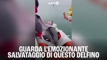Guarda l'emozionante salvataggio di questo delfino