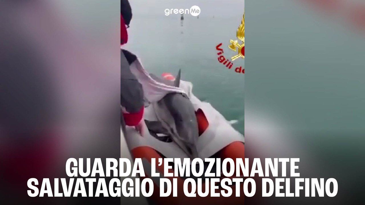 Guarda l'emozionante salvataggio di questo delfino