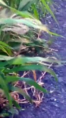 Ratos e muriçocas infestam bairro de Mussurunga e assustam moradores; assista