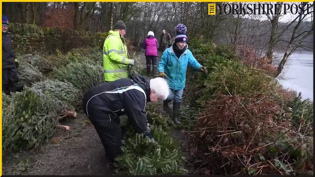 Christmas Tree Recycling at Ogden Water Country Park 2025