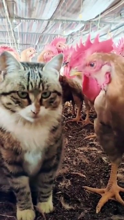 MOMEN FUNNY ANIMALS