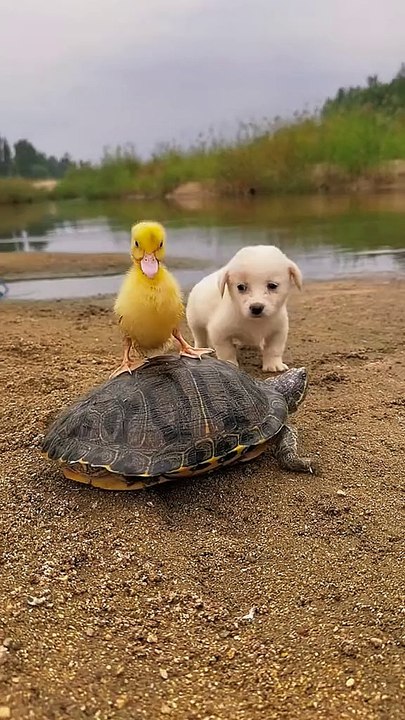MOMEN FUNNY ANIMALS