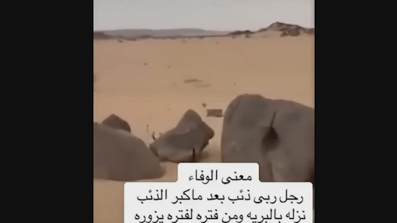 Las emotivas imágenes de un hombre reencontrándose con el lobo que crio después de haberle liberado