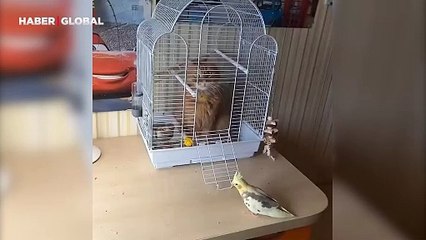 Vurdumduymaz kuş! Evini işgal eden kedi umurunda bile olmadı