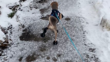 Pup tries out new winter boots for the first time and delivers a hilarious walk