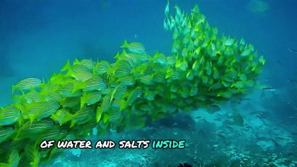 Do Fish Get Thirsty The Truth Revealed!