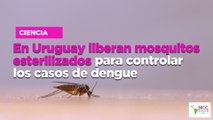 En Uruguay liberan mosquitos esterilizados para controlar los casos de dengue