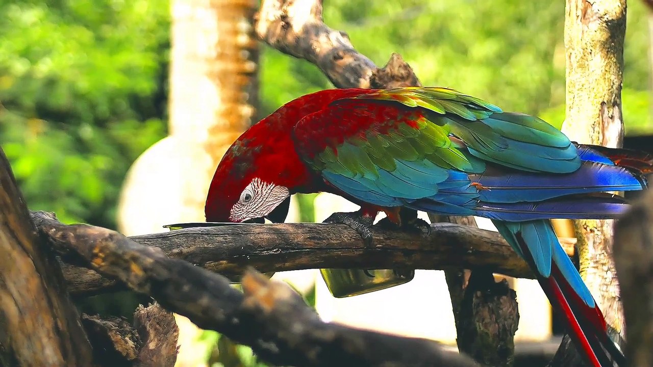 All Wildlife ANIMALS IN 4k