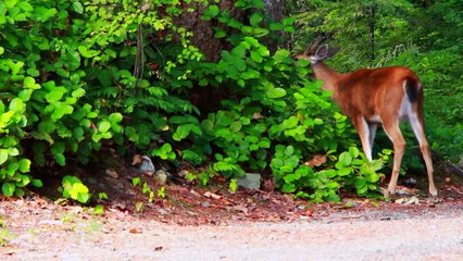 10-Minute 4K Wildlife Animal Video 🐾