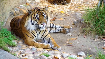 Unique Tigers Collection 8K HDR 60FPS ULTRA HD