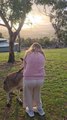 Girl Lovingly Pets and Scratches Kangaroo