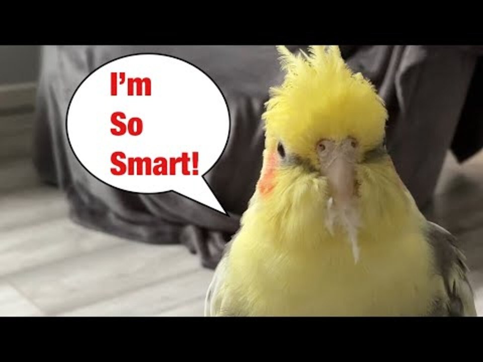 Bird Transforms to Bearded Wise Old Fellow