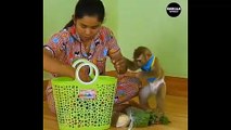 Adorable Monkey Kako Help Mom Walking Carry Vegetable And Eat Grape Fruits