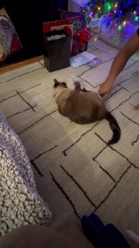 Cat Spins With Stuffed Toy as Man Twirls It by Tail