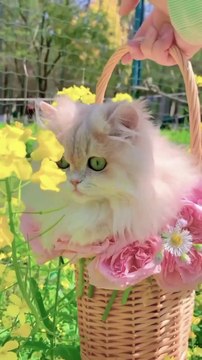 Meet my Perfect Persian Princess 🐱 | cat lover | animal planet pet Lover #cat