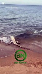 Tiburón se come a un cocodrilo