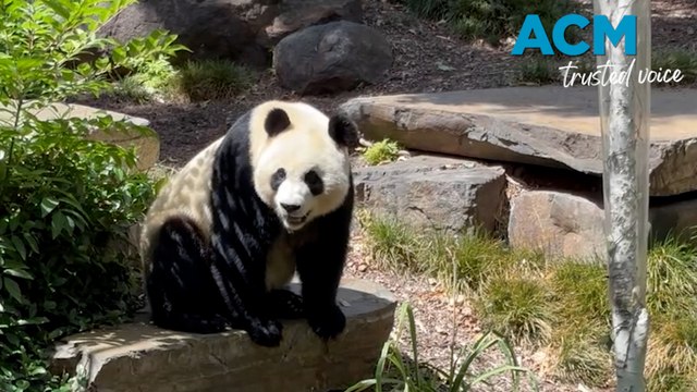 Giant pandas debut at Adelaide Zoo