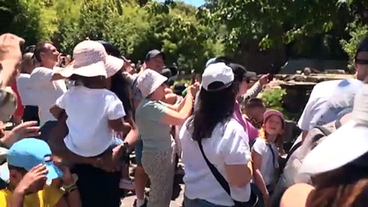Pair of giant pandas settle into their new home at Adelaide Zoo