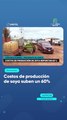 Costos de producción de soya suben un 60%