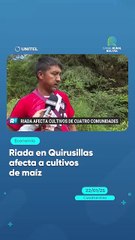 Riada en Quirusillas afecta a cultivos de maíz