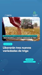 Liberarán tres nuevas variedades de trigo