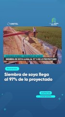 Siembra de soya llega al 97% de lo proyectado