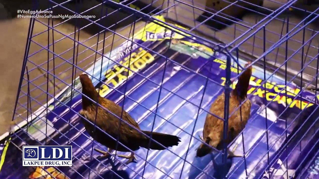 Samahan si Doc Jacob Espejo sa kanyang Pag_ikot sa 7th Cebu National Gamefowl Expo para sa Ala
