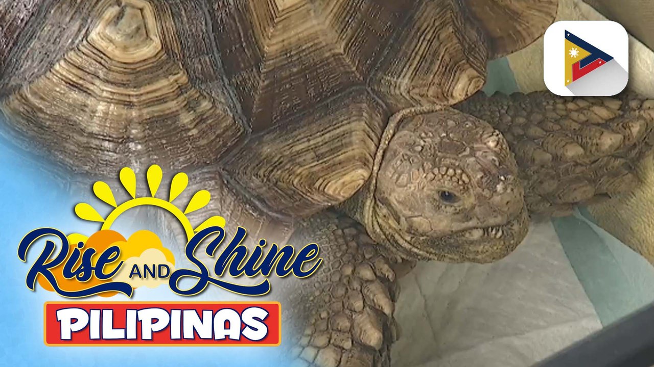 Pet's Day | Tamang pag-aalaga ng tortoise