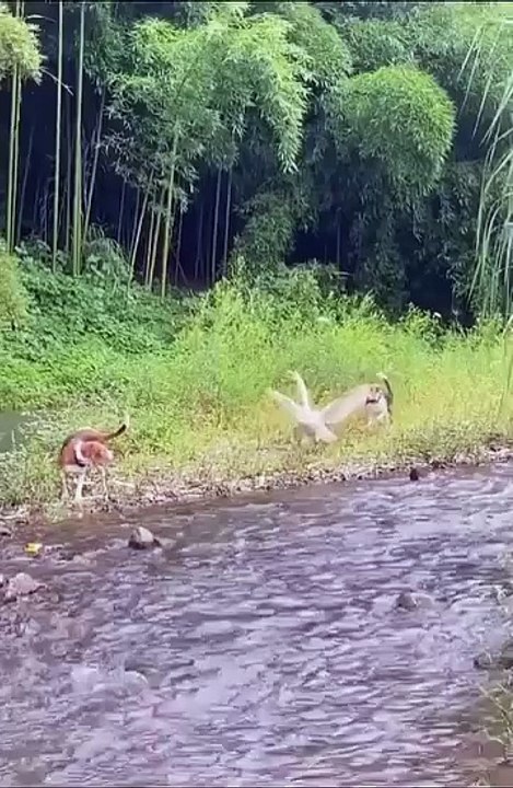,,,,,,,Robbers running with ducks,,,,,,,
