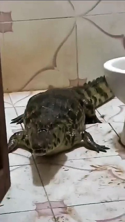 Encuentran un lagarto en el baño de una vivienda en Trinidad