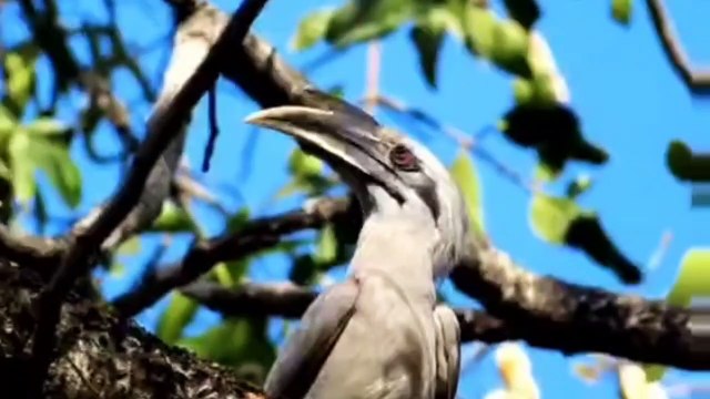 भारत में इस पक्षी को माना जाता है भाग्य का प्रतीक, इंसान की तरह अपने बच्चों का डायपर बदलती है यह चिड़िया।