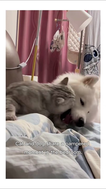 Cat and Dog Friendship: Between Being Spoiled and Fighting!"