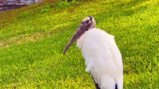 Pamela Storch - Song of the Wood Stork (Official Music Video)