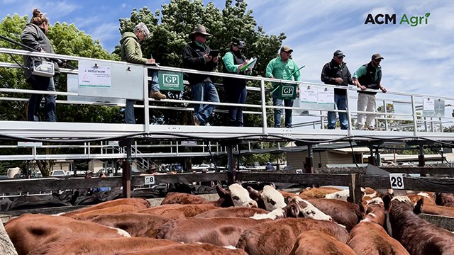 Quality calves keep prices steady at Kyneton despite absence of northern buyers.