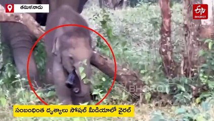 Viral video baby elephant grab try to drink alcohol in empty bottle