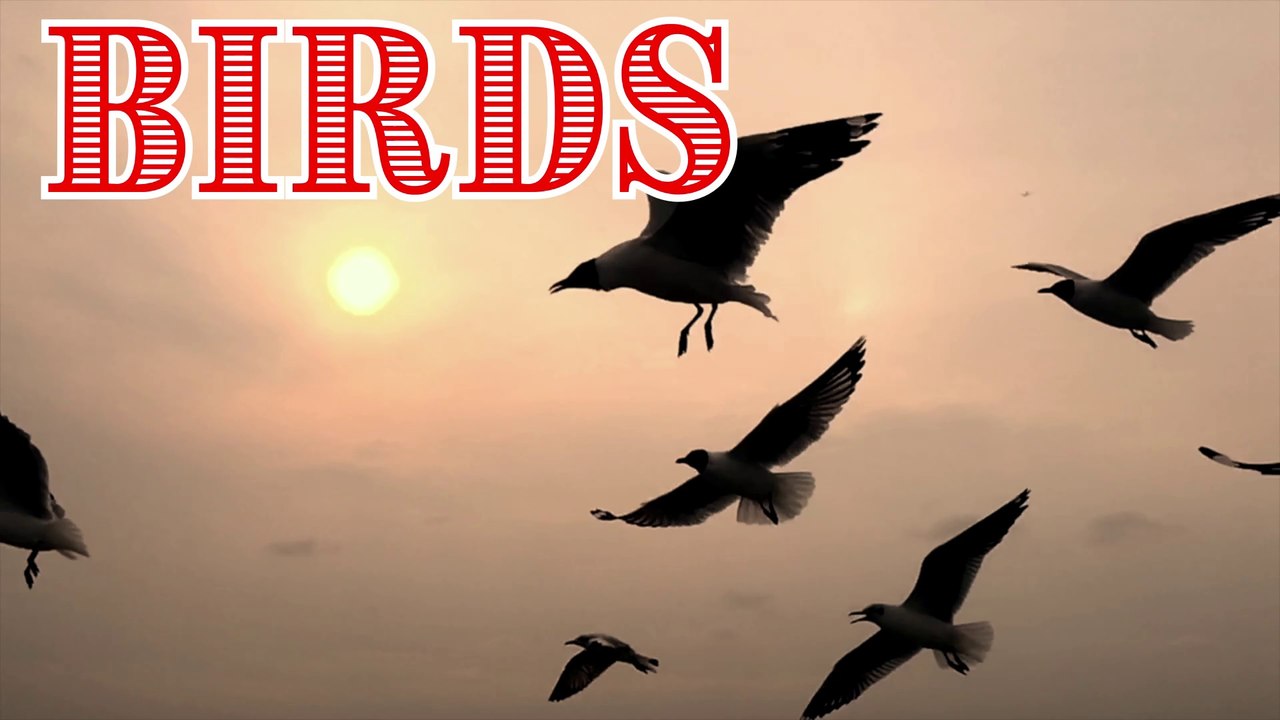 Birds Names | Birds NamesCompilation | Learn Bird Names | Birds |