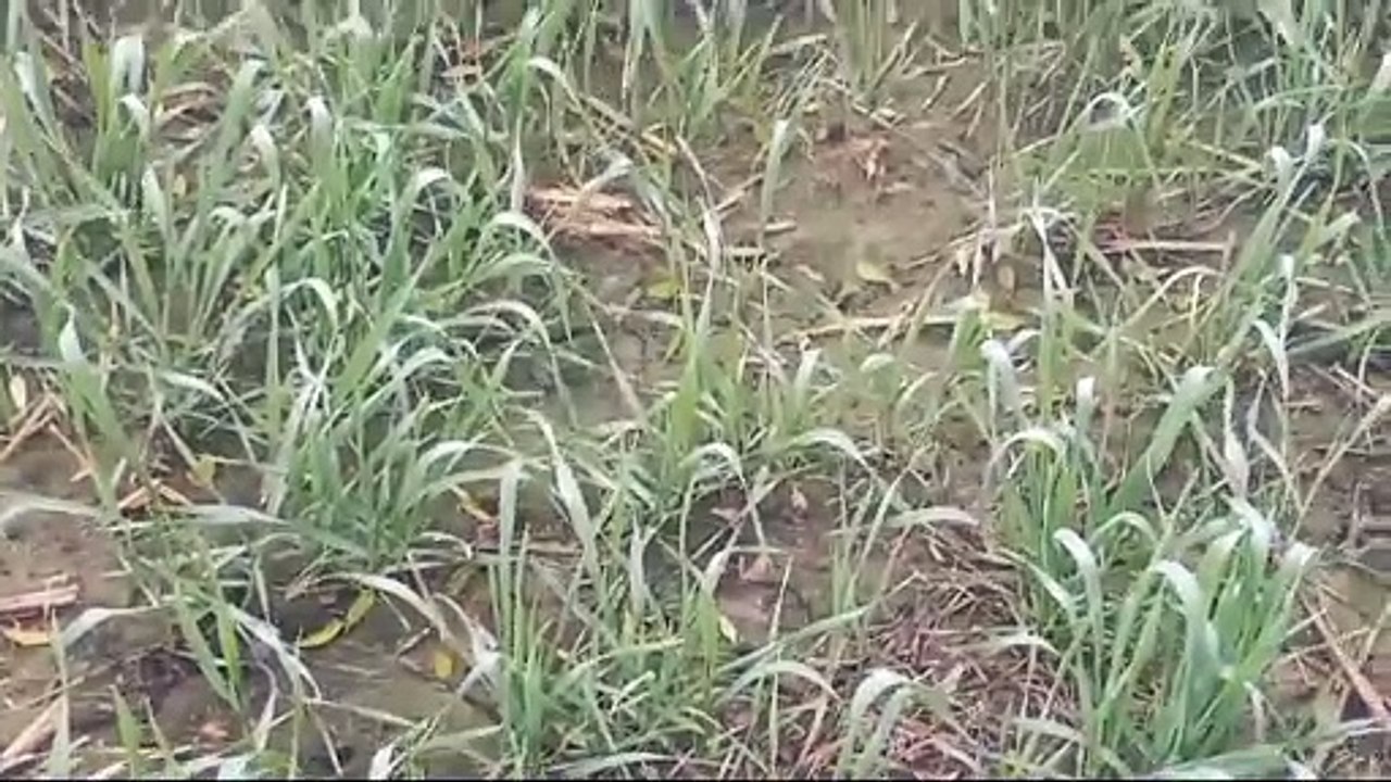 आज मध्यरात्रि से मौसम में बदलाव की संभावना : पिछले तीन-चार दिन से निकली धूप से ठंड से दिलाई राहत : भिवानी के मौसम वैज्ञानिक डा. देवीलाल ने कहा : आज मध्य रात्रि से मौसम में बदलाव की संभावना