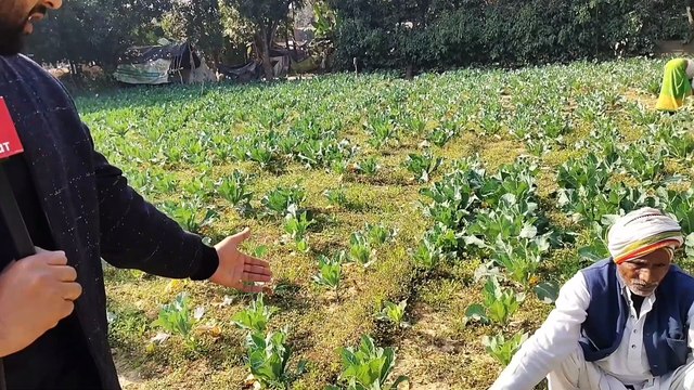 दहशत भरे माहौल मे किसानो बगवानो की फसल पर उठ खड़ा हुआ संकट, दिन ब दिन गहरी हो रही किसानो की चिंता, राम मालिक देखो कब पकड़ा जाये बाघ - ग्रामीण