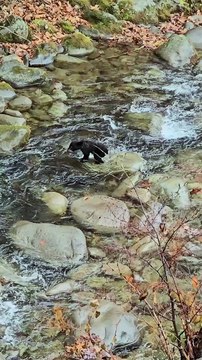 The cutest baby bear leaps across a babbling brook.Elaine Blevins