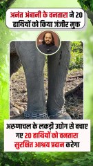 जीव प्रेम और सेवा की भावना से अनंत अंबानी का 'वनतारा' लगातार हाथियों को रेस्कयू कर उन्हें नई लाइफ दे रहा है