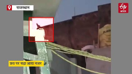 सलूंबर में आबादी क्षेत्र में पहुंचा लेपर्ड, छत पर चढ़ा आया नजर, लोगों में दहशत