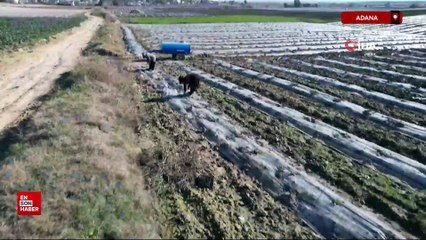 Adana'da karpuz fideleri toprakla buluştu