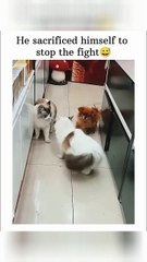 Pawsome Puppy Intervenes in Epic Battle 🐶