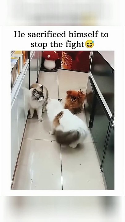 Pawsome Puppy Intervenes in Epic Battle 🐶